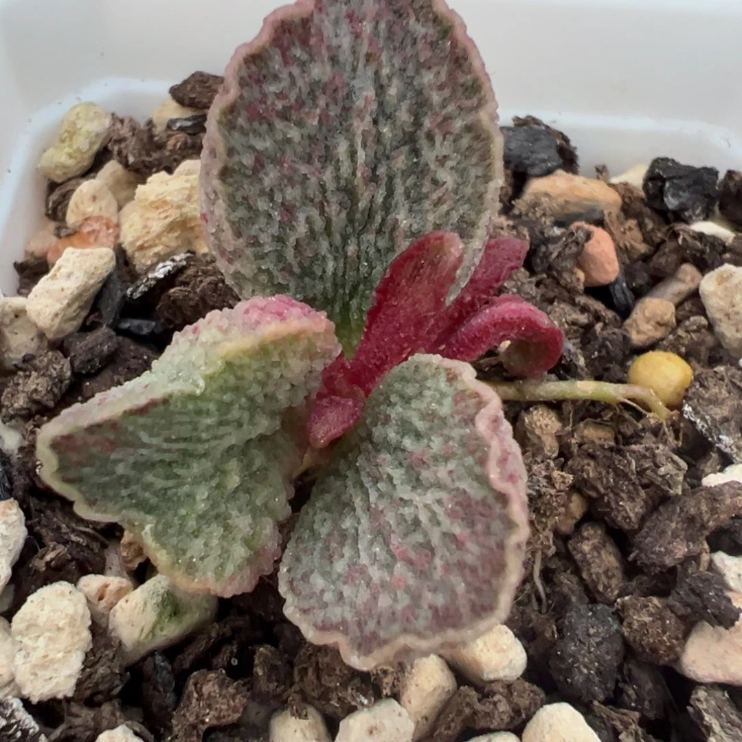 血斑款实生新品多肉植物水泡