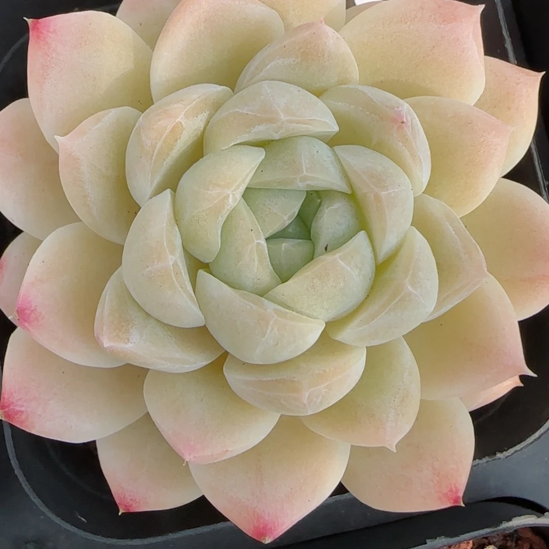 花语逸境0211-250