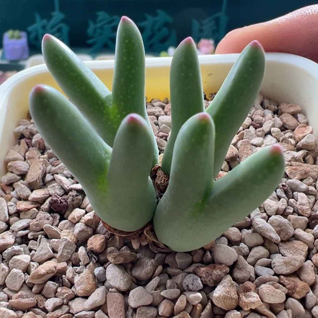 1345优选ssg 0136皮卡丘四头细长耳折后价
