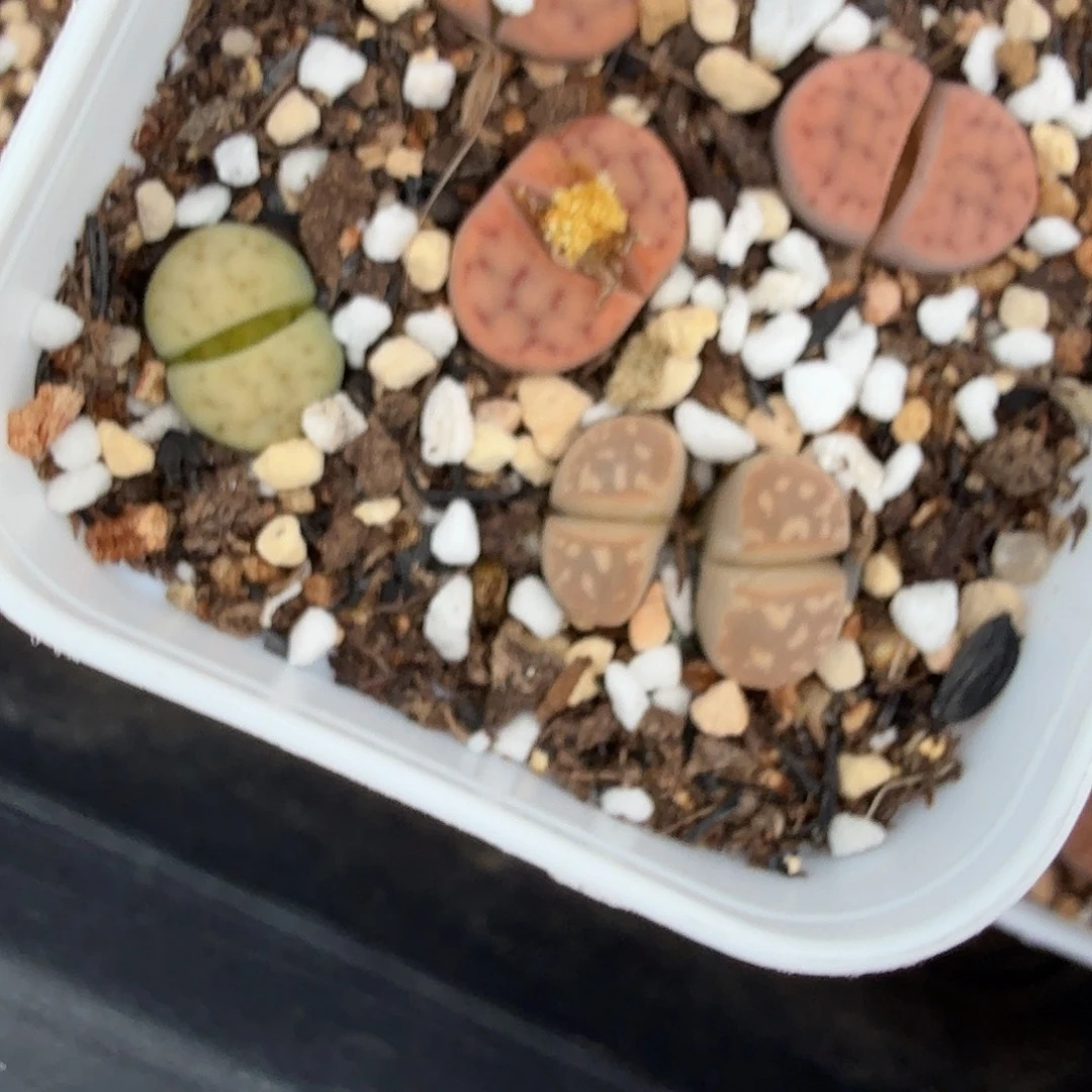 这个点睡一下午真的有点277