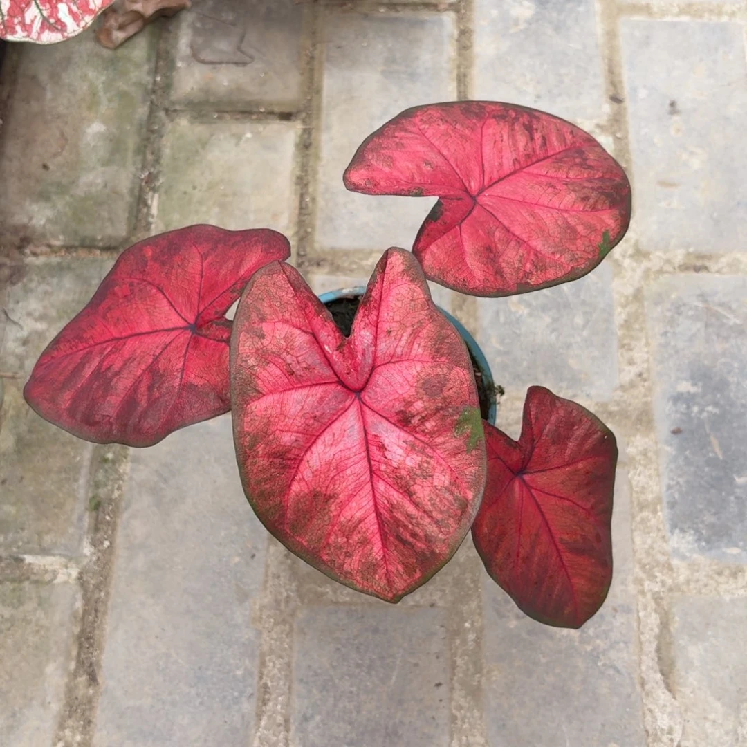 泰国彩叶芋80-1030