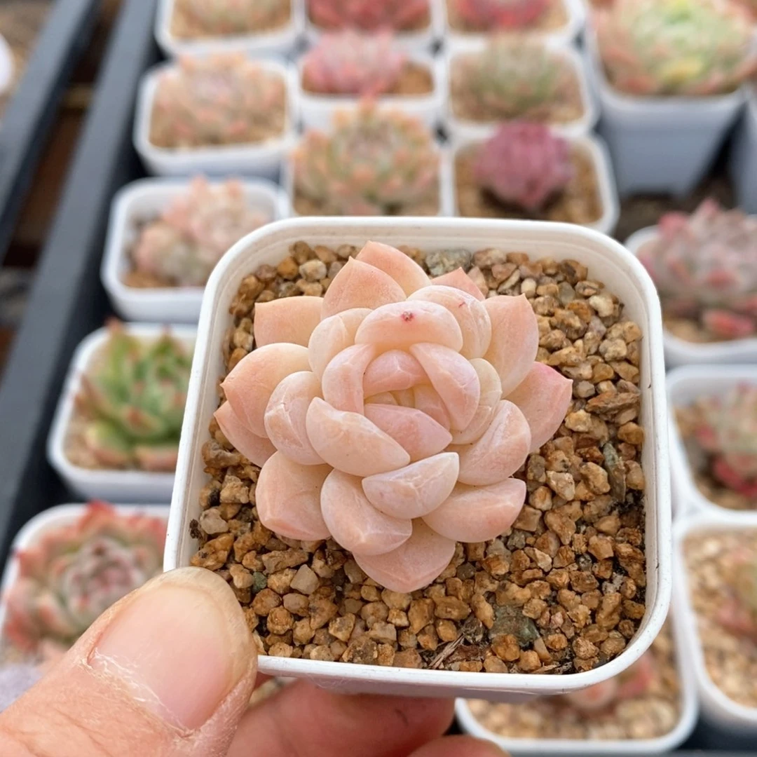 精品多肉一物一拍不包整169