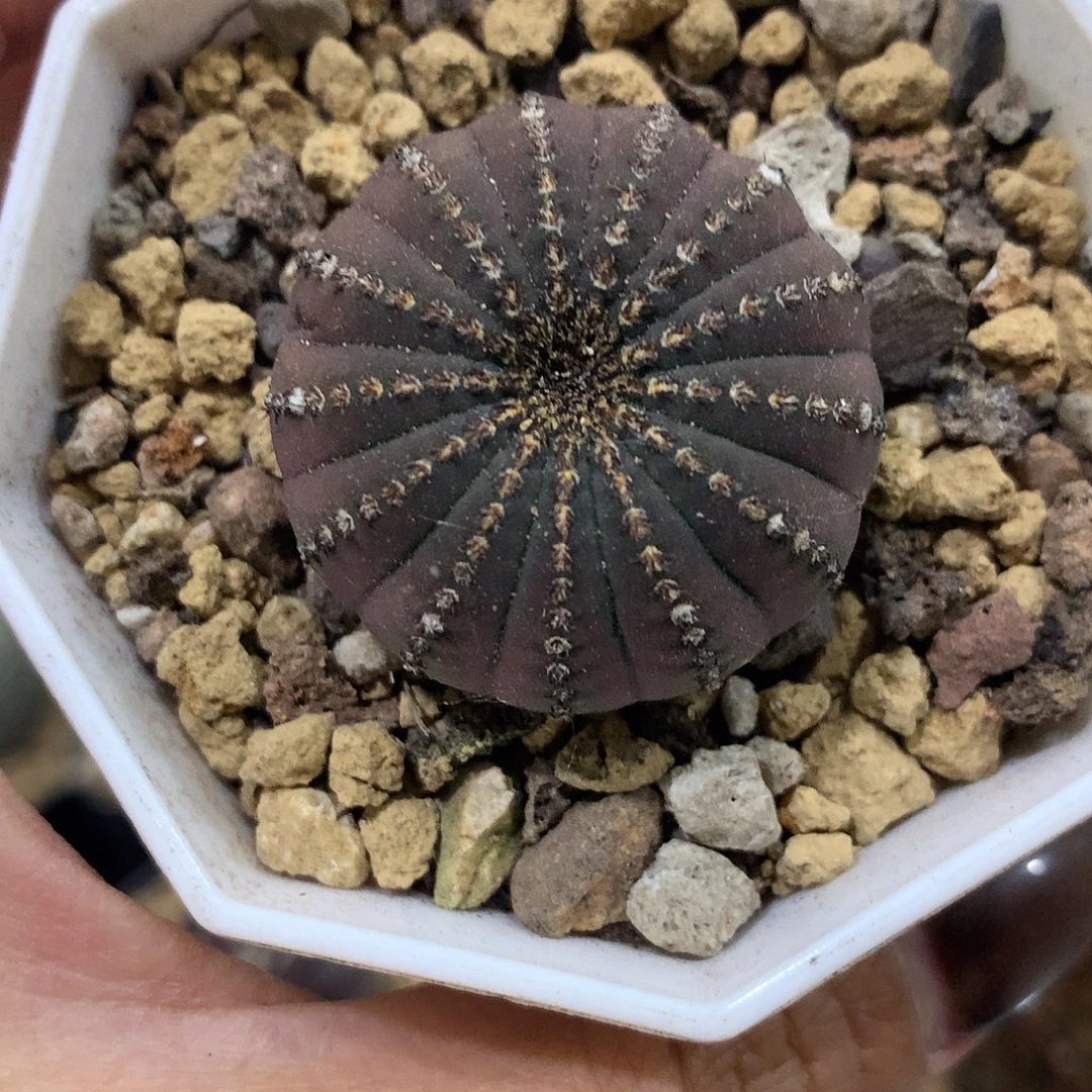 实生根大型士童3.3公分