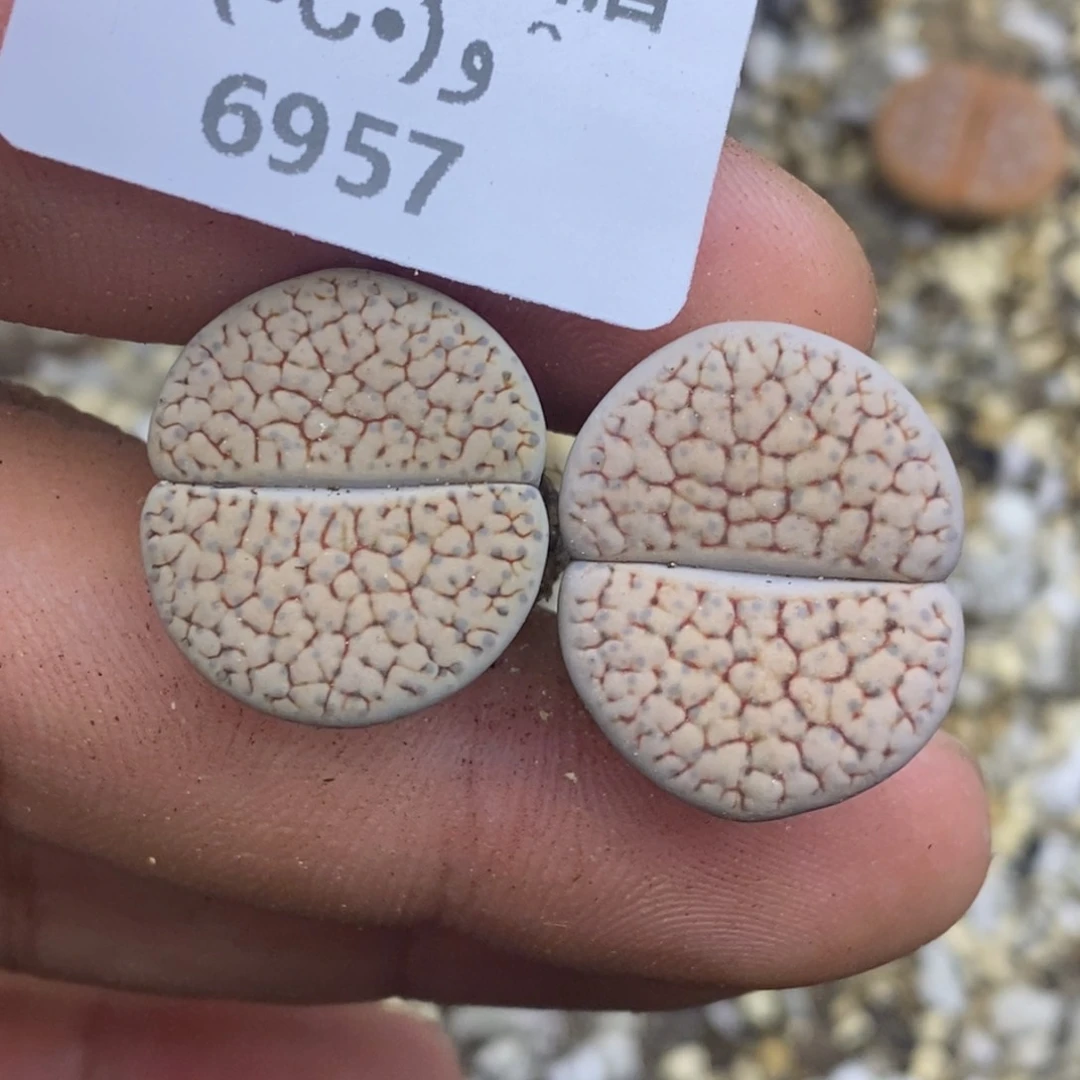 荔***水6957。18包邮.当天凑哦。新疆西藏88包邮