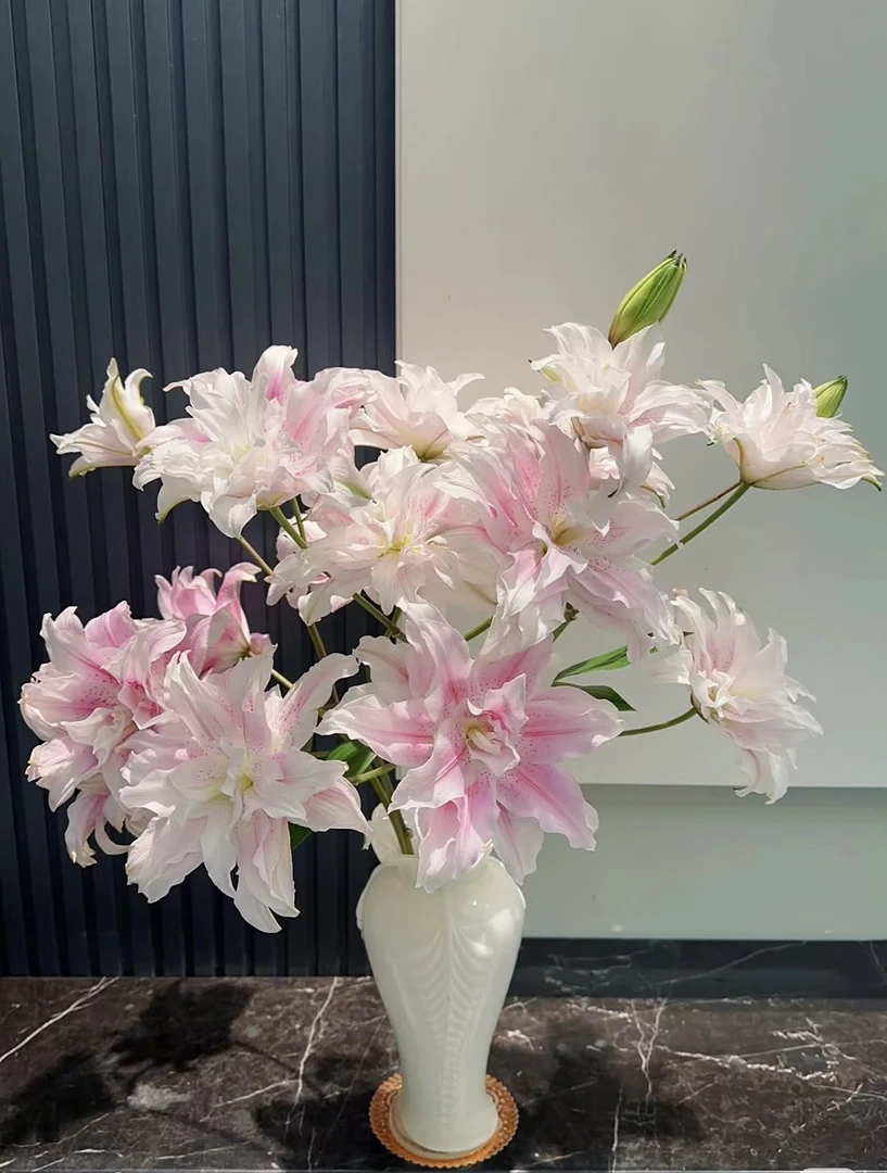 【泡泡花卉】【伊莎贝拉】云南基地直发的重瓣香水百合