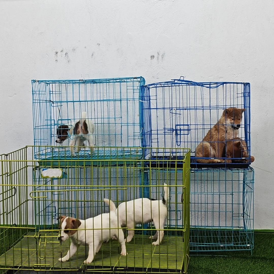 两色开脸小母一枚三针疫苗