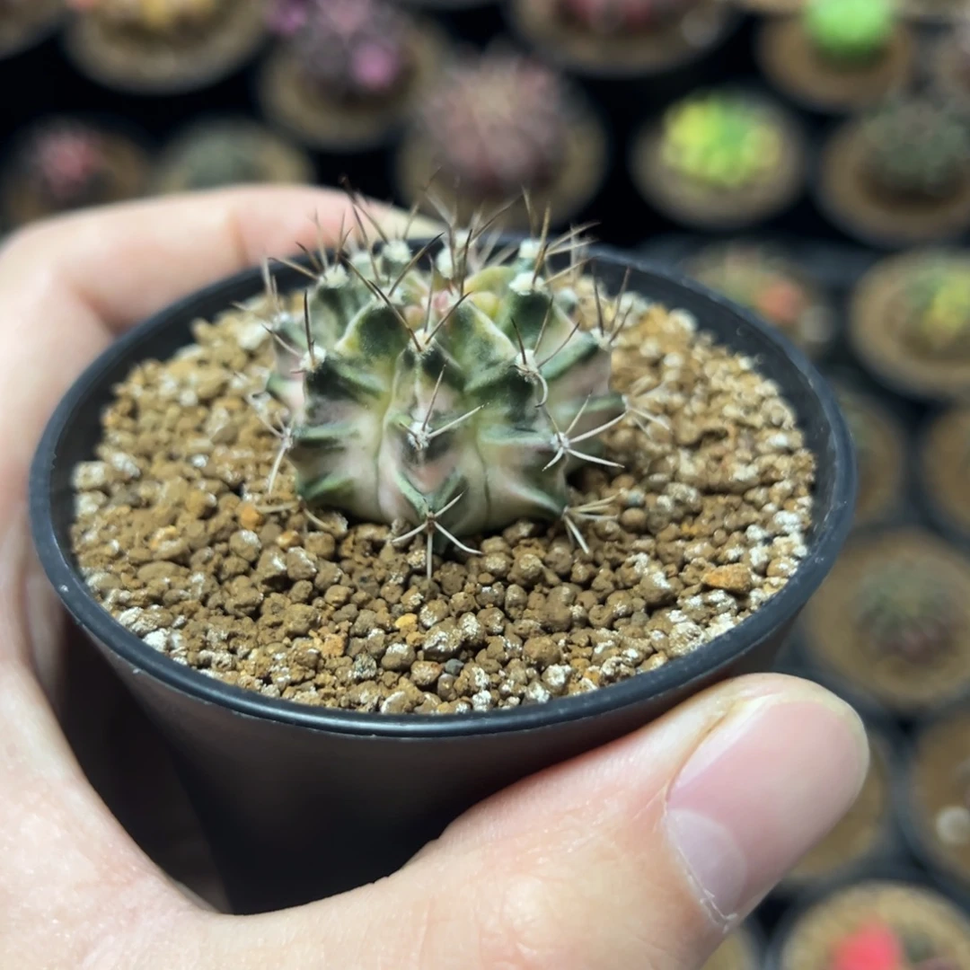 彩色蜡笔侧芽自根带盆土发货28