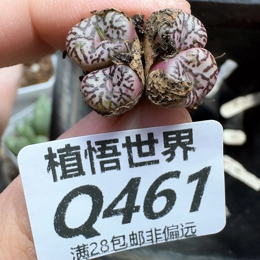 多肉植物的润泽需