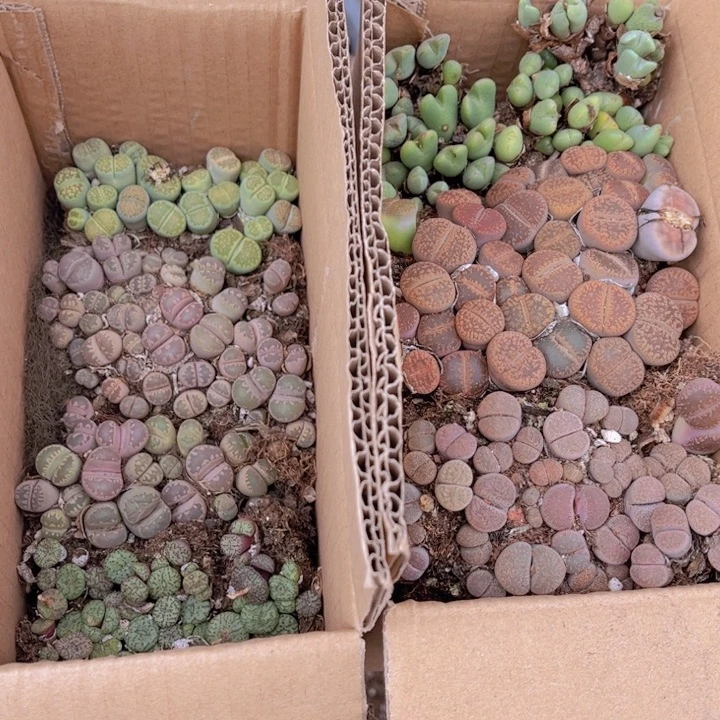 一箱两层8888888888888