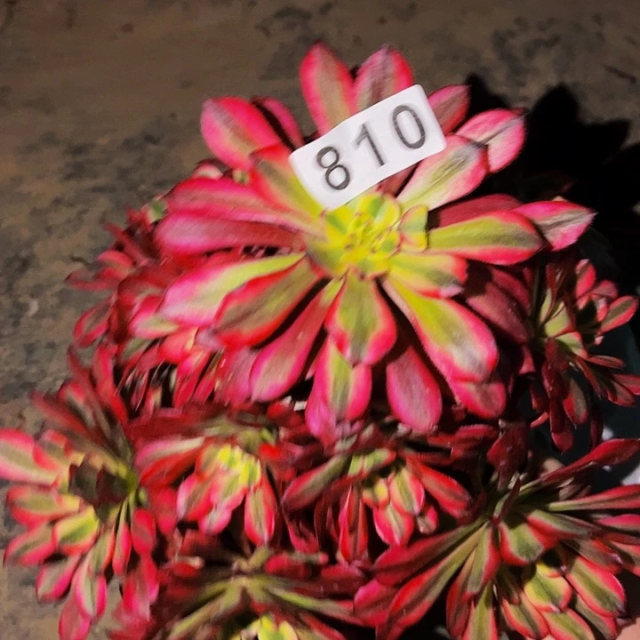 810舞天姬多肉植物处理不售后