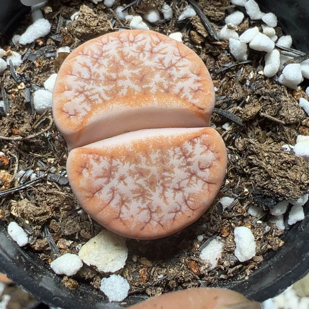 【闪购商品】 938。