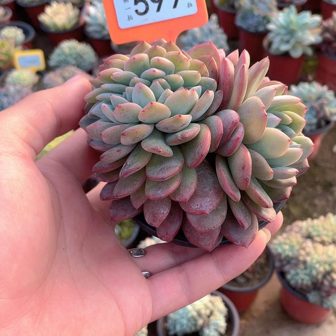 宸***哥599号多肉植物盆栽
