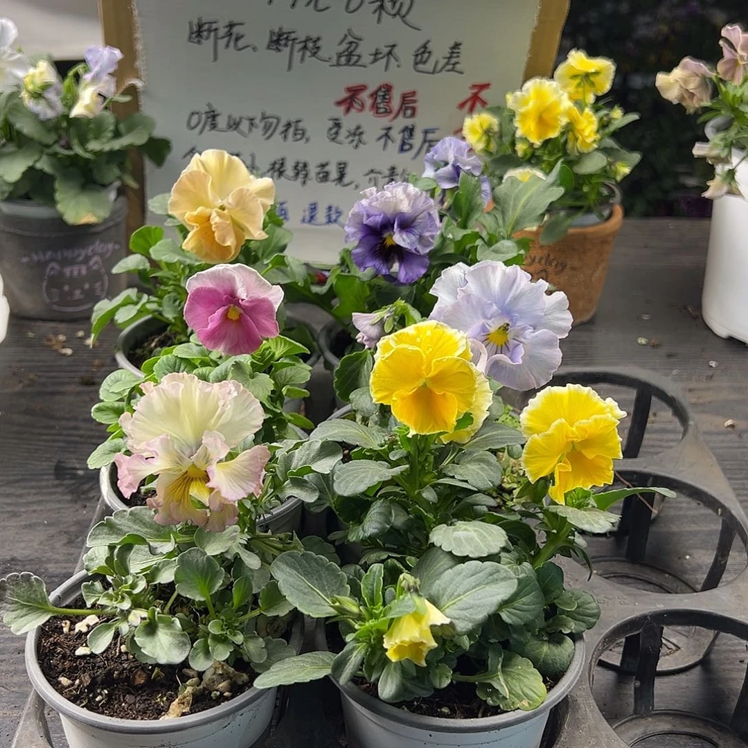 大部分花苞少量开放467号