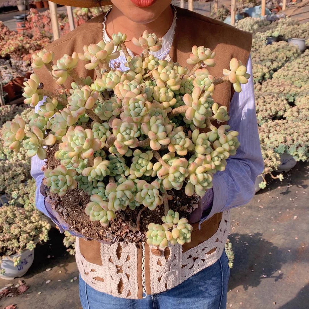 劳尔22.8 多肉植物