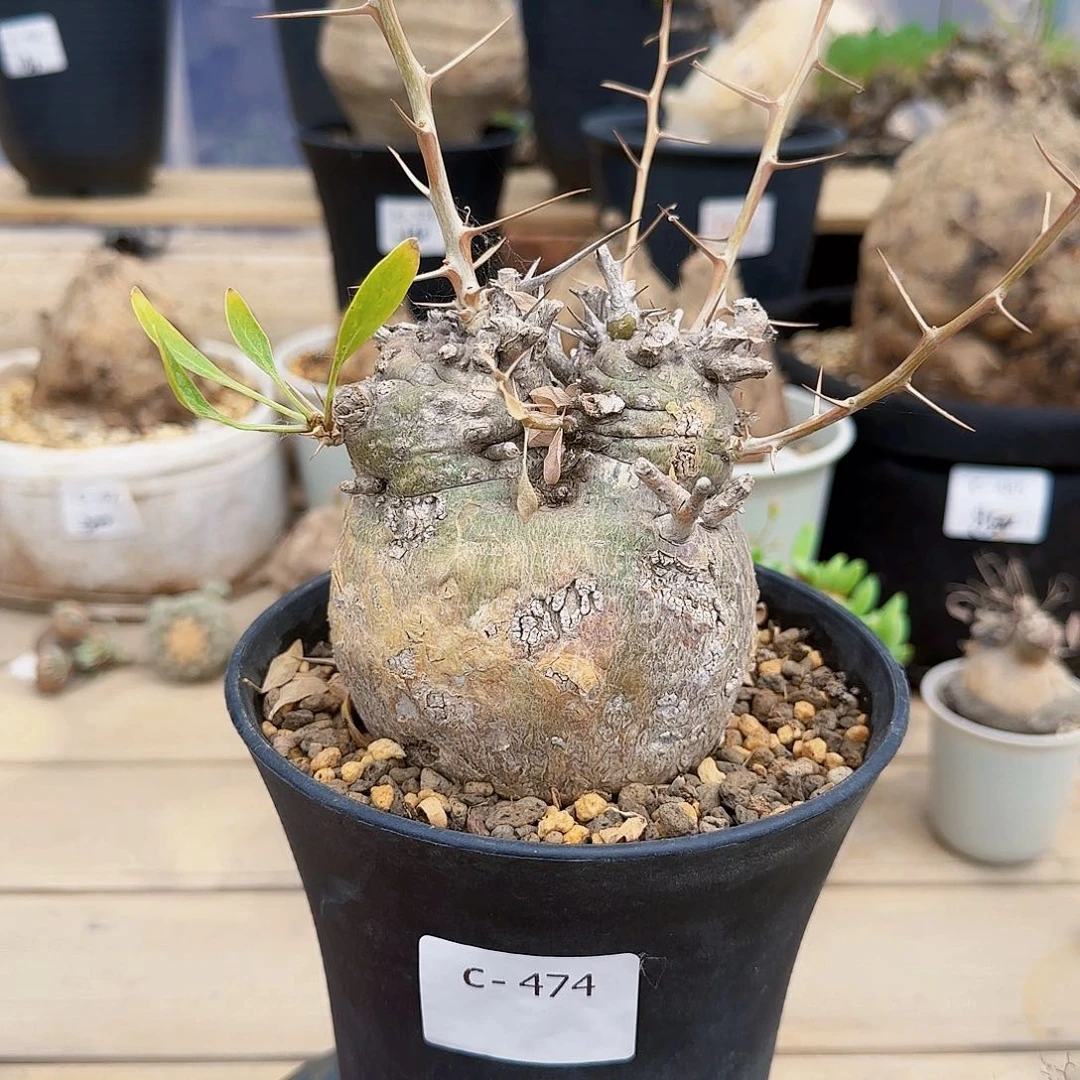 474观峰玉块根植物