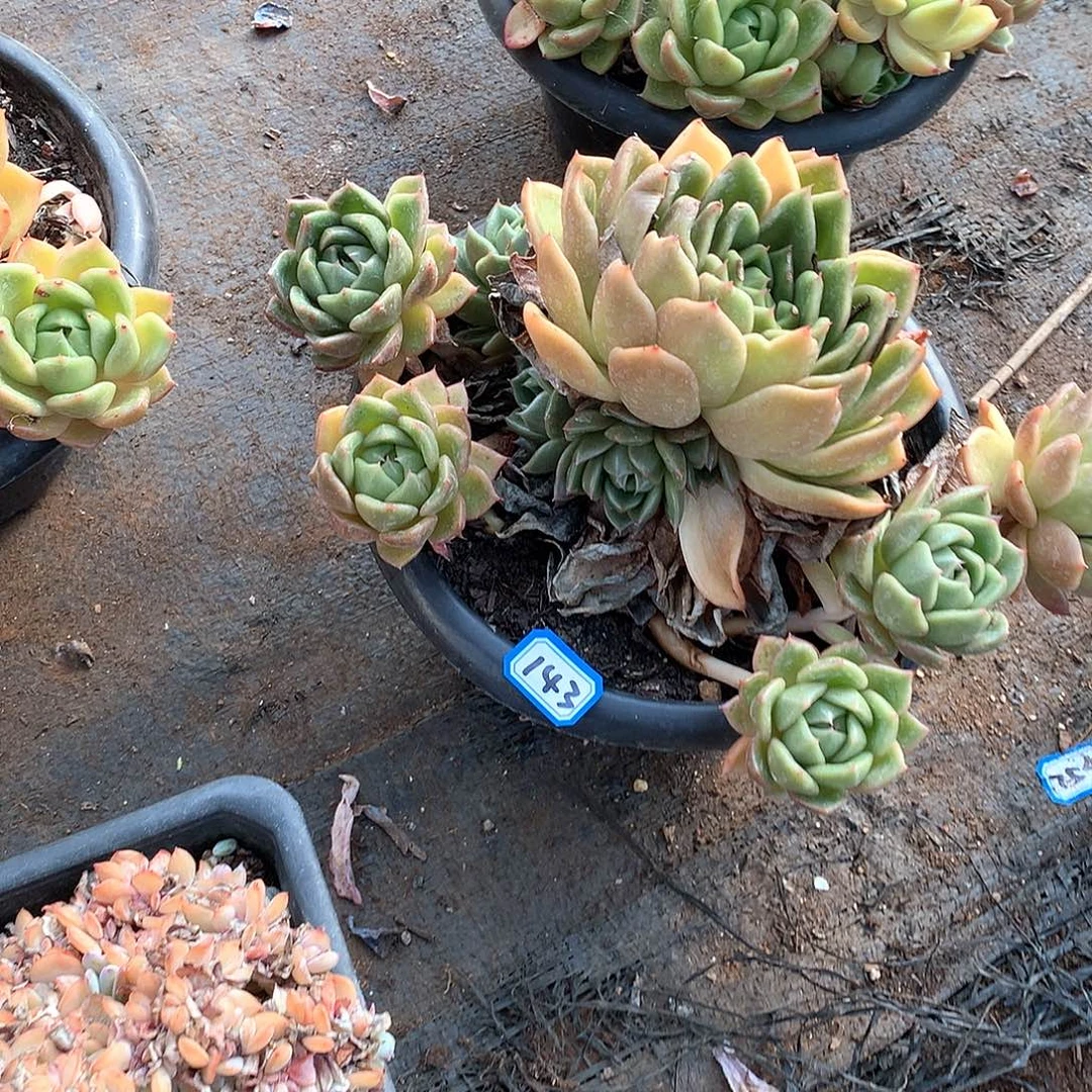 143白玫瑰 一物一拍多肉