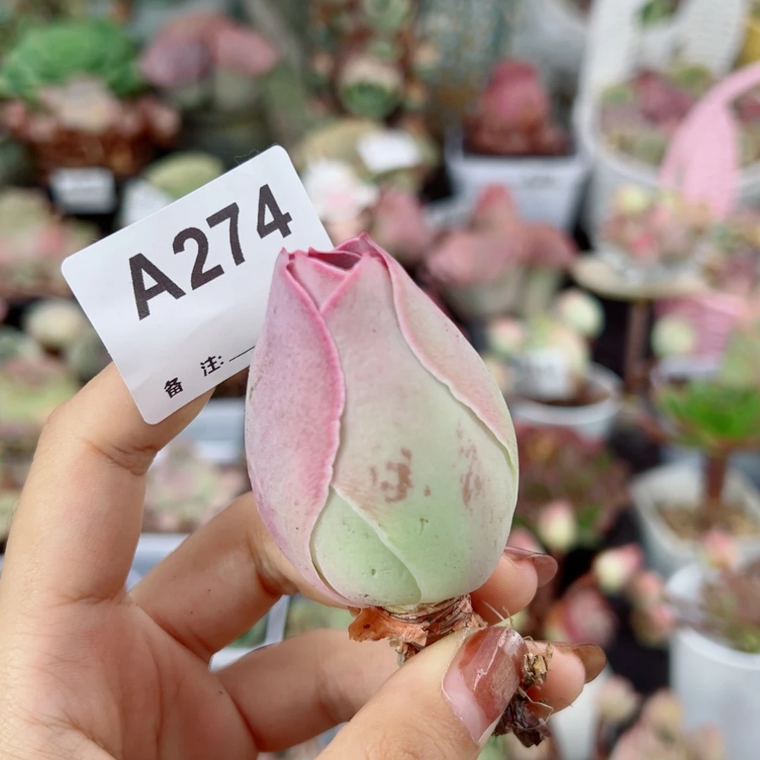 274紫桃单棵老桩。