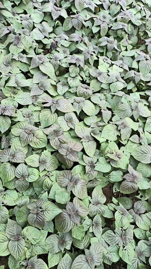 广西食用紫苏原土发货双面紫苏苗四季新鲜紫苏叶可食用盆栽地栽