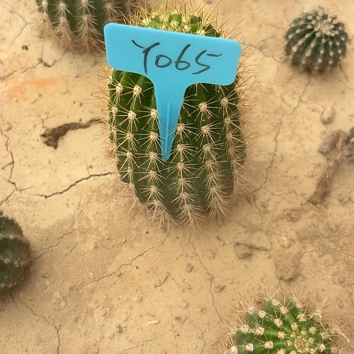 y*nY065,火焰魔术瑕疵歪头