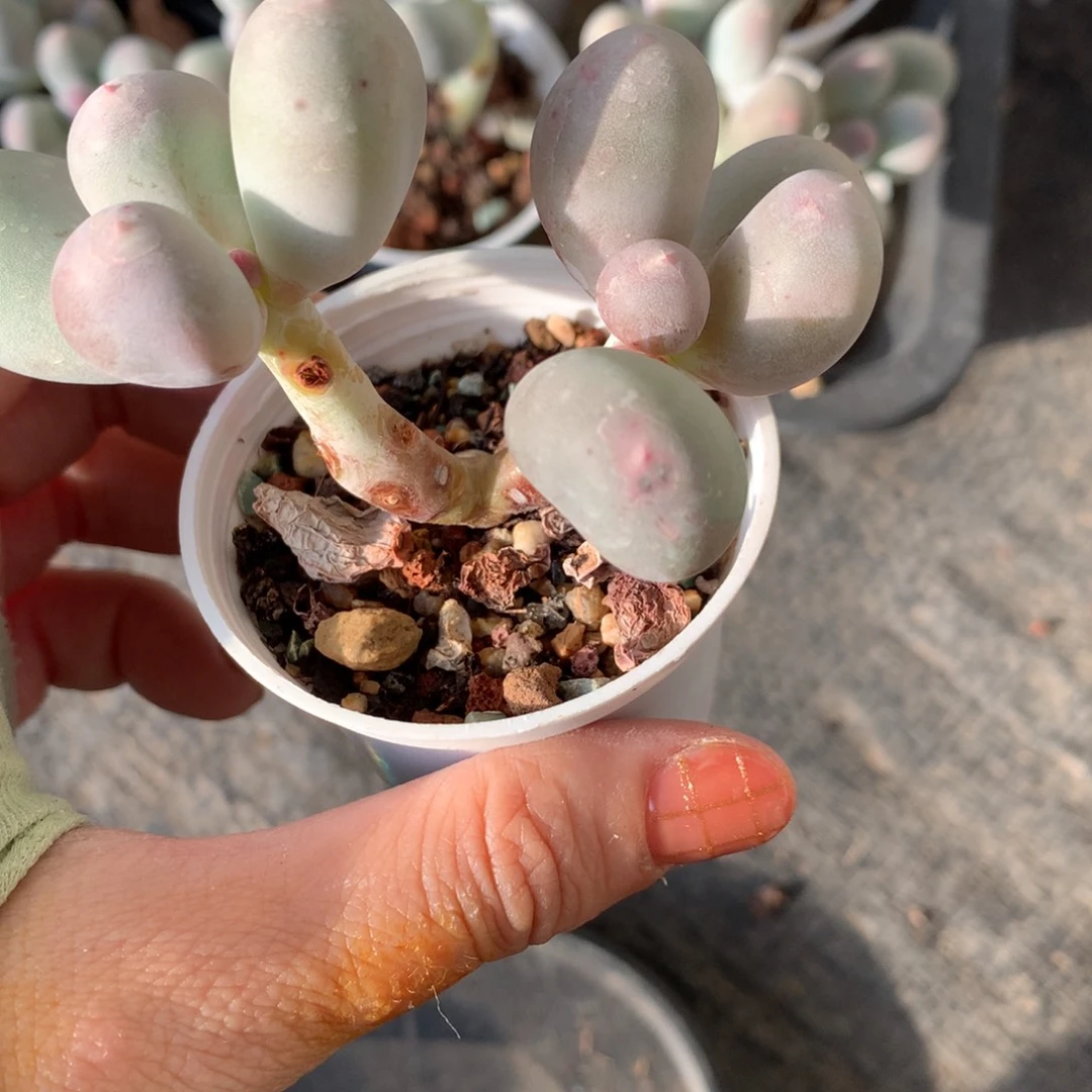 微晒瑕疵特价米可奶啊