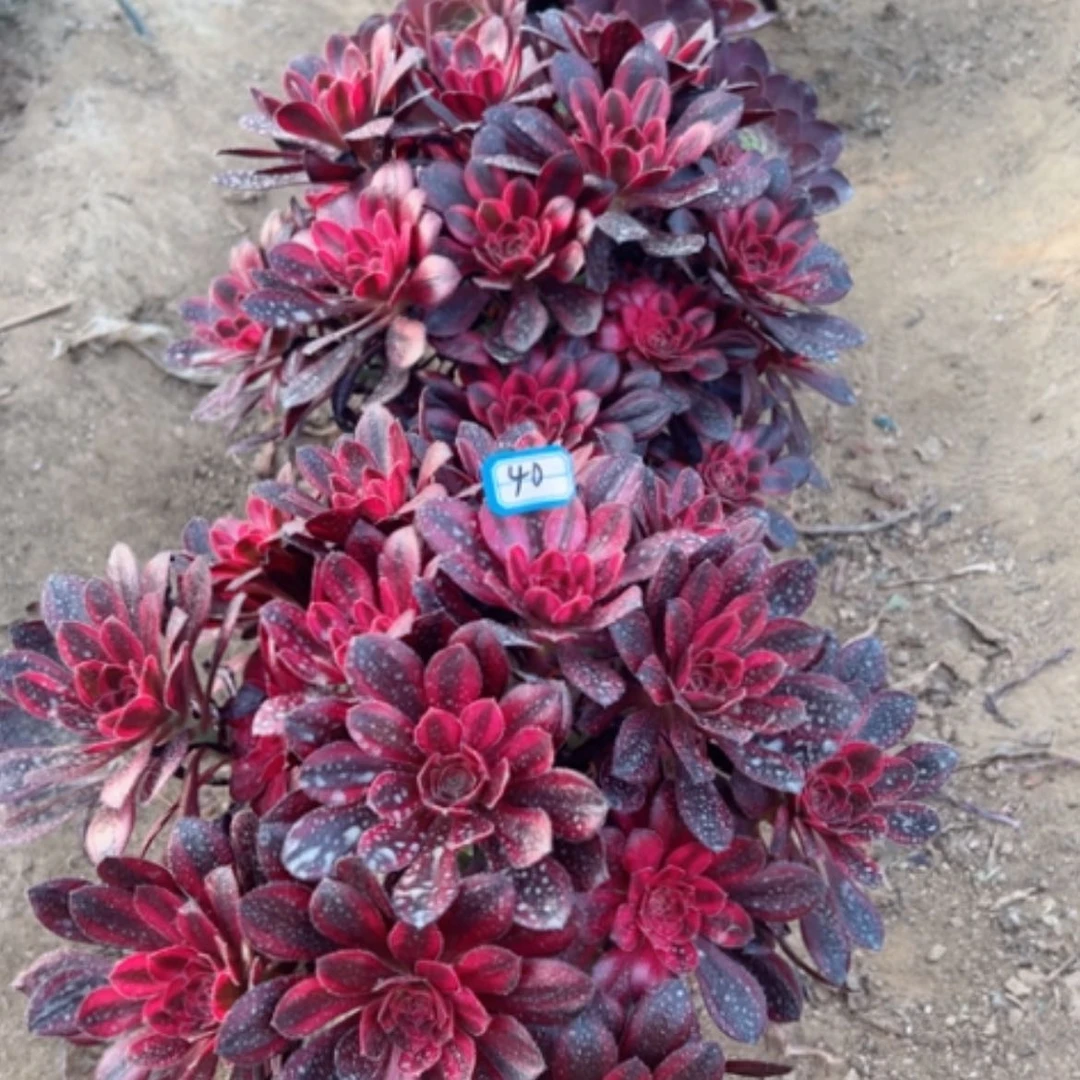 【闪购商品】风**雅多肉植物两个40