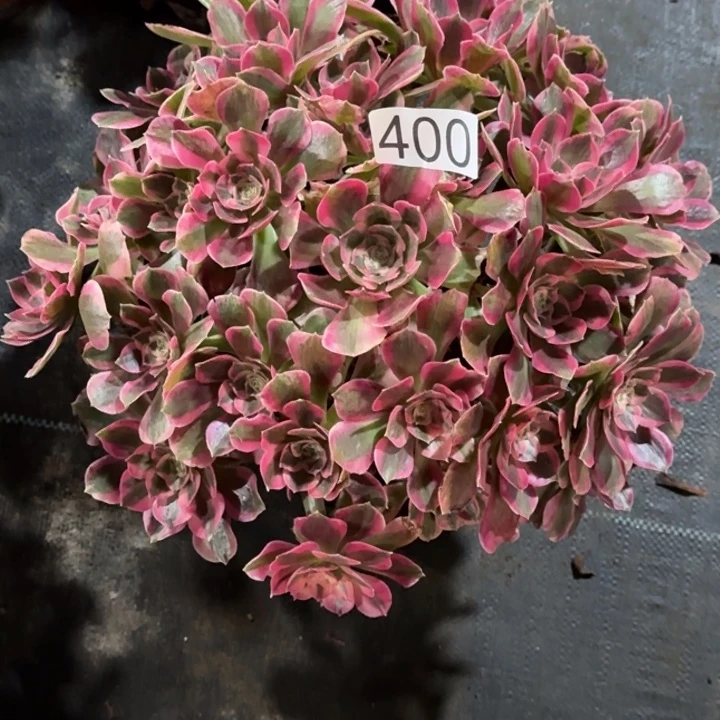 0000000000400七彩石