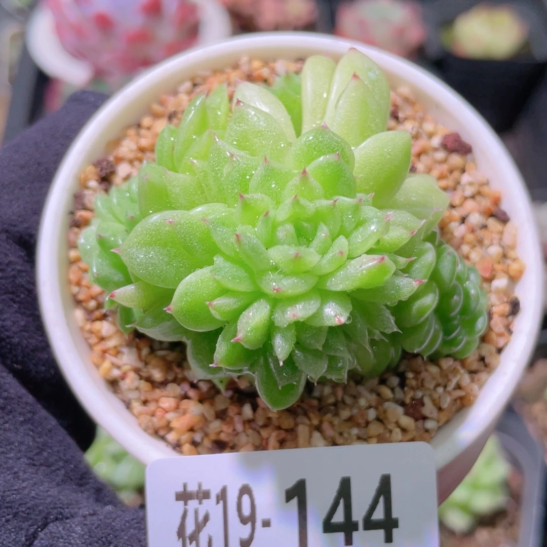 花利美19-144麦秆群