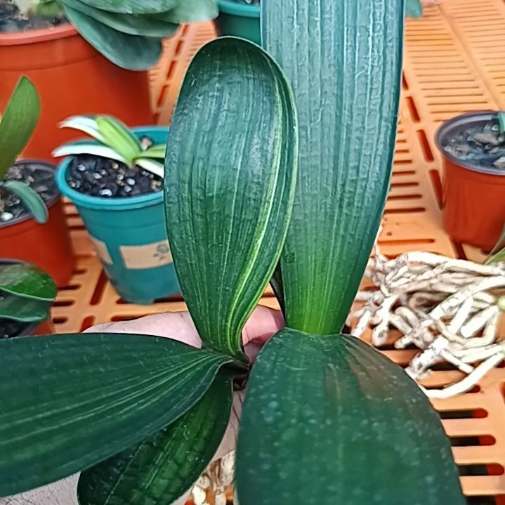当前无花栽培后可以开花