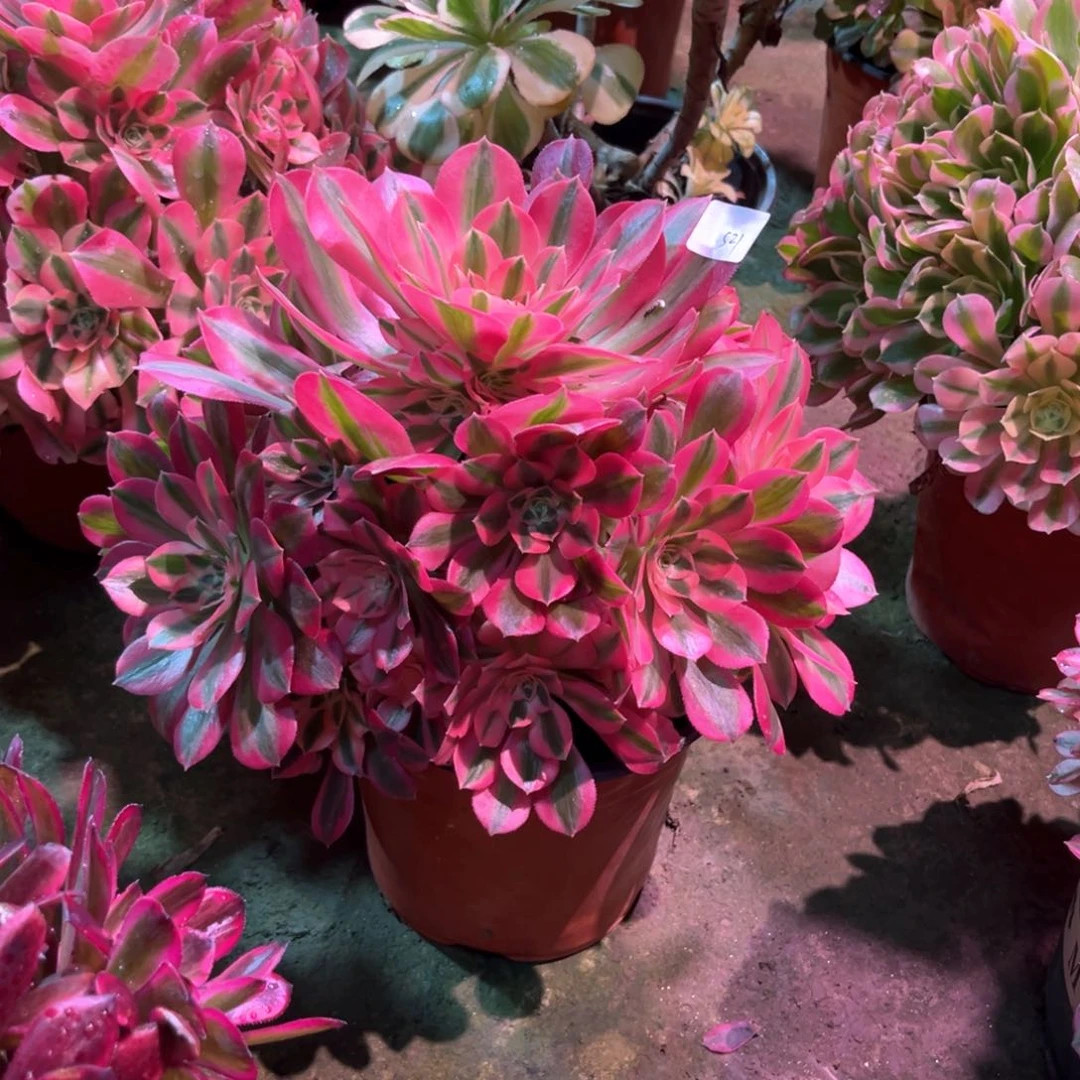 多肉植物女巫521