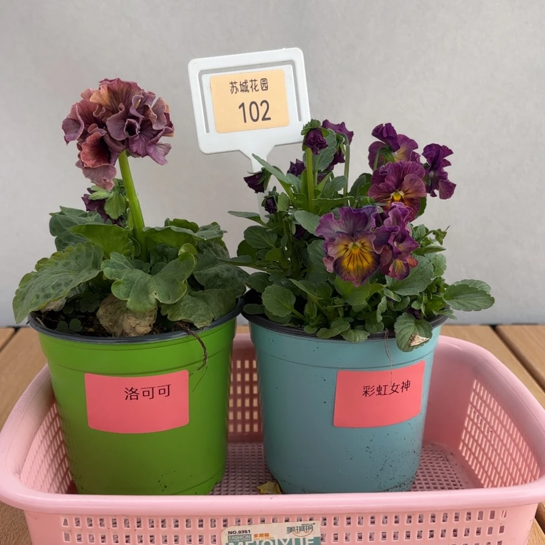 大部分开放少量花苞102