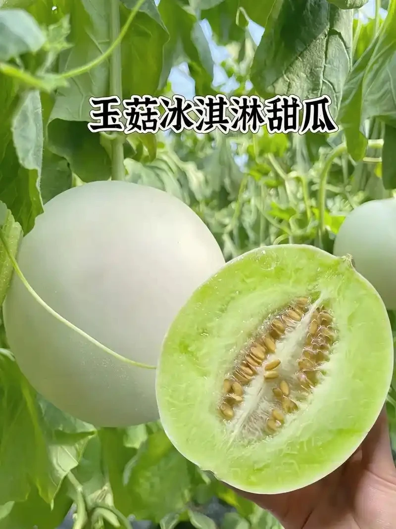 山东玉菇批发冰淇淋甜瓜当季新鲜头茬软糯香甜水果