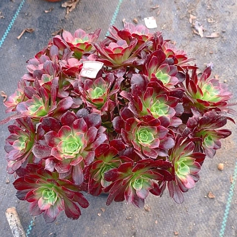 901安娜锦多肉植物