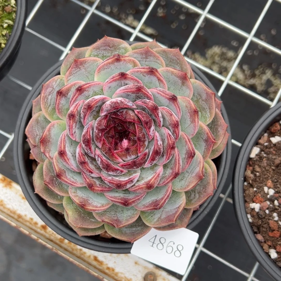 爱****】4868肉肉肉肉肉肉肉