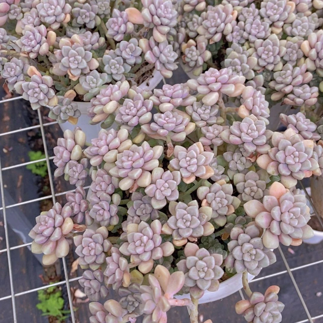 丸叶姬秋丽多头群生带盆土