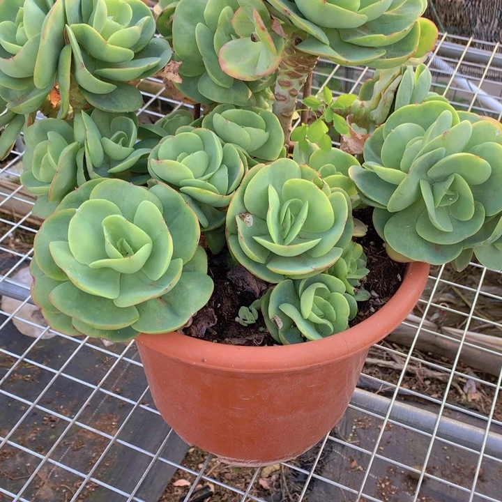 无花朵S****e多肉植物555588