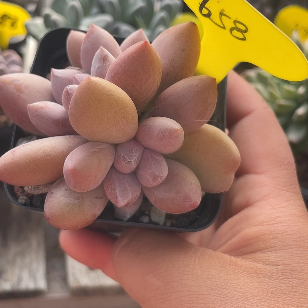 夏娃多肉植物群生658