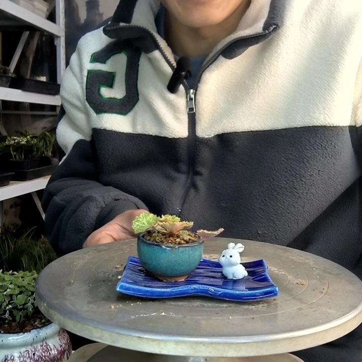 小*娘小盆景小植物一物一拍255