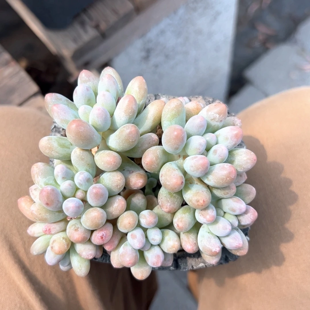 无花朵桃花奶11111111111