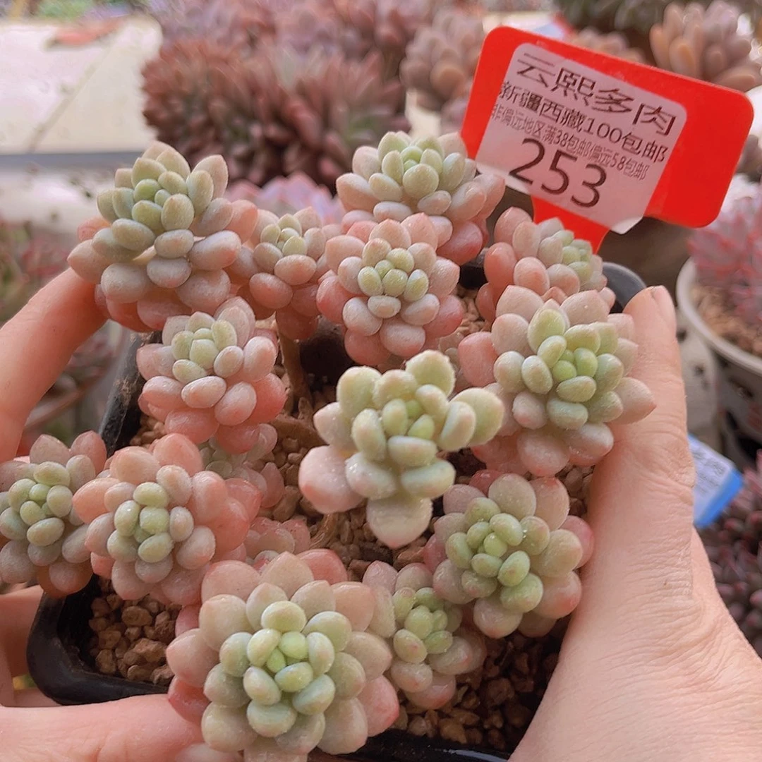 253鱼子酱多肉植物