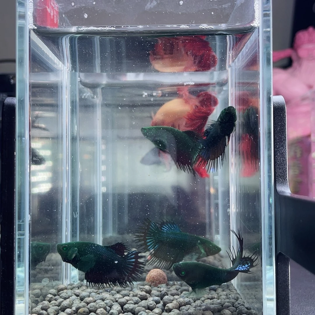 斗鱼45号13早绿毒母5