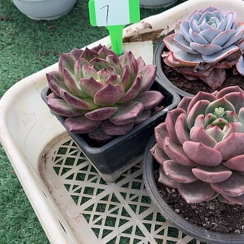 *****7号一筐多肉脱土植物