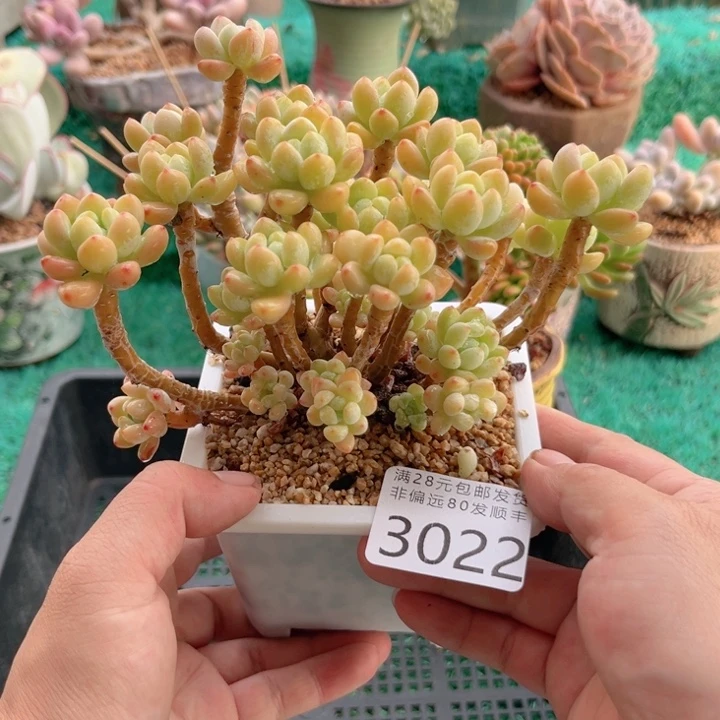 大3022；xvchbbbbgg
