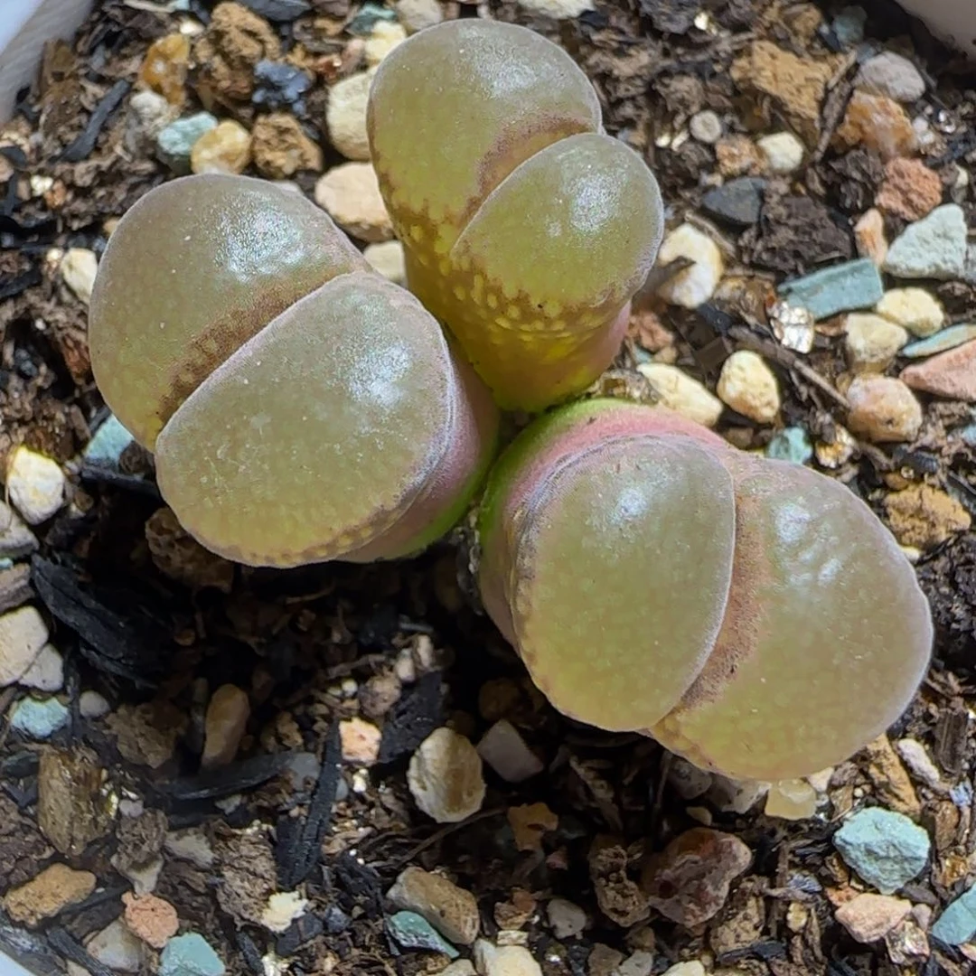 多肉植物美风116号（满38元包邮）