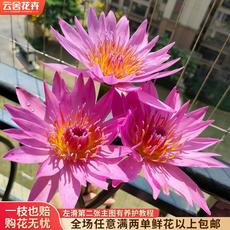 【云舍花卉】剥外瓣深水养【粉色睡莲】全场任意满两单及以上鲜花