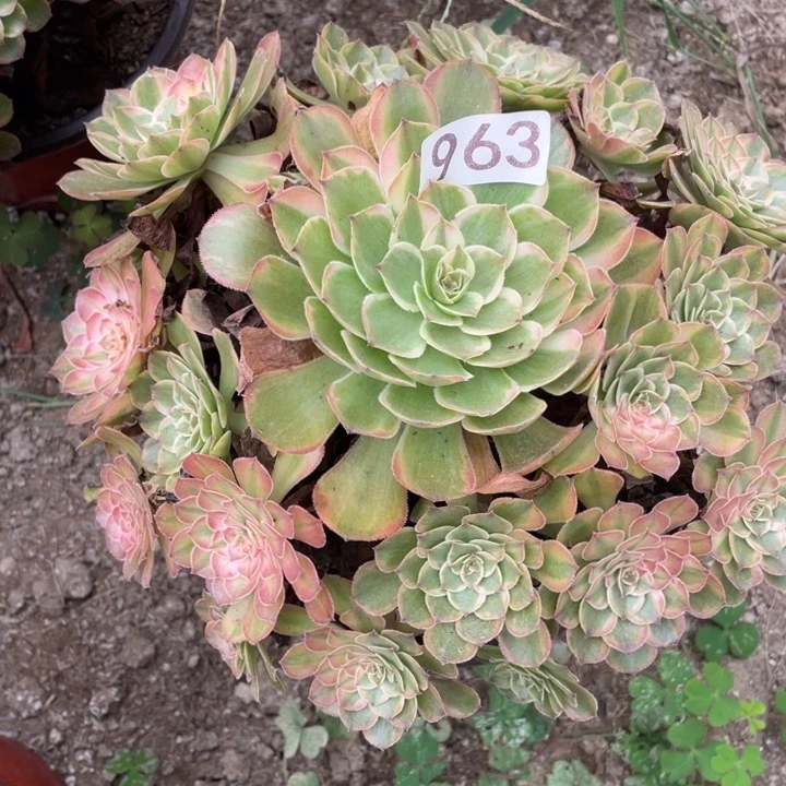 无花朵963多肉植物雨荷变异