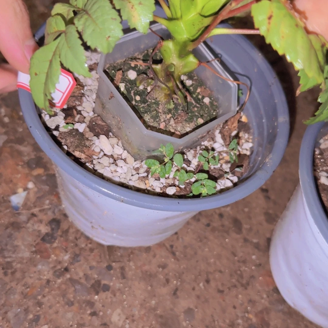 张***敢块根植物块根植物