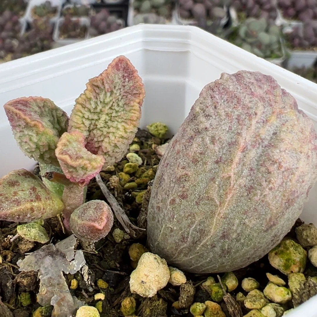 融化纹猪肝带倒刺多肉植物水泡