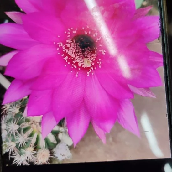 仙人球丽花大紫侧芽