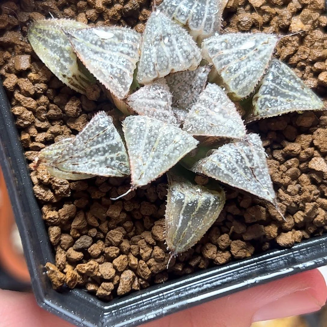 银世界锦十二卷多肉