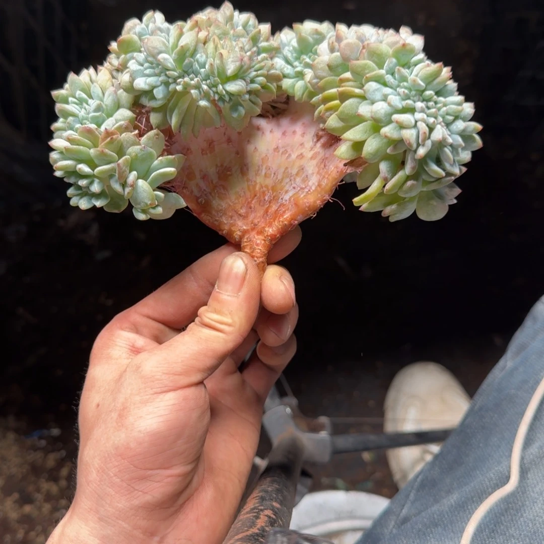 星影树缀无砍多肉